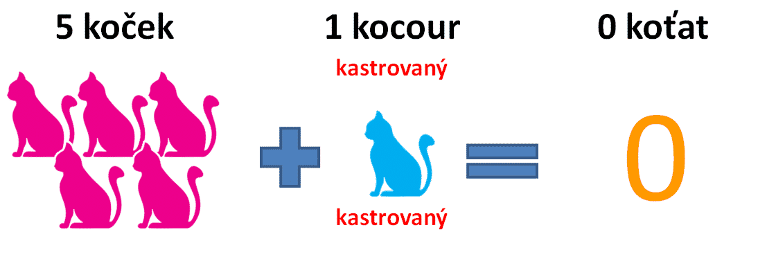 kastrace-kocoura-2